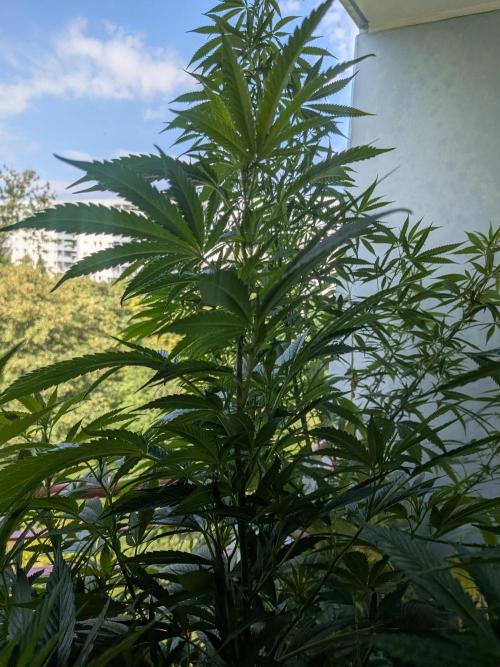 Khalifa Kush | outdoor 2026. Week 20