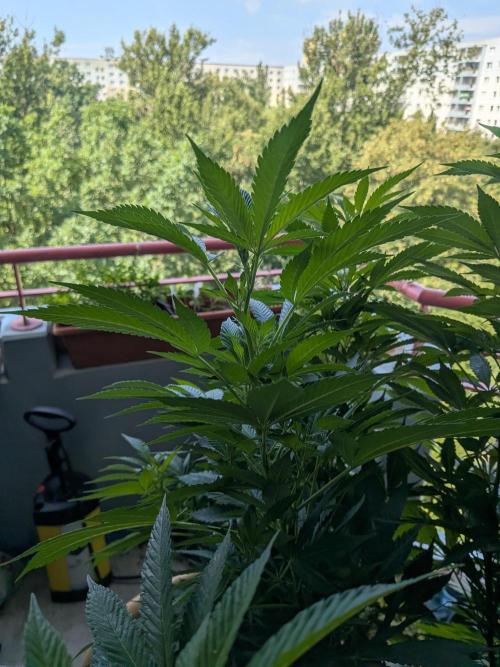 Khalifa Kush | outdoor 2026. Week 20