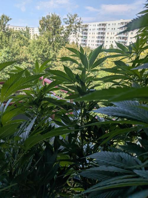 Khalifa Kush | outdoor 2026. Week 20
