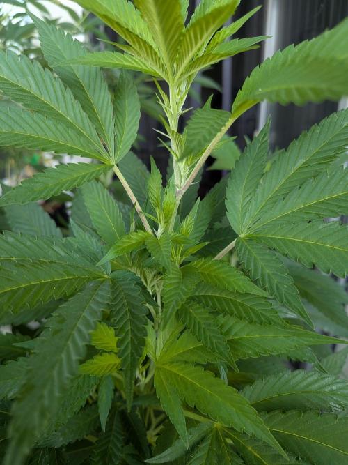 Khalifa Kush | outdoor 2026. Week 20