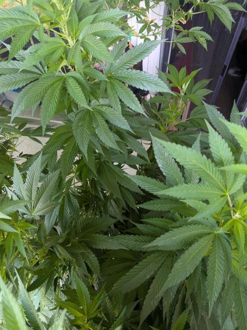 Khalifa Kush | outdoor 2026. Week 20