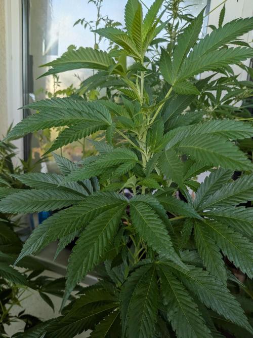 Khalifa Kush | outdoor 2026. Week 20