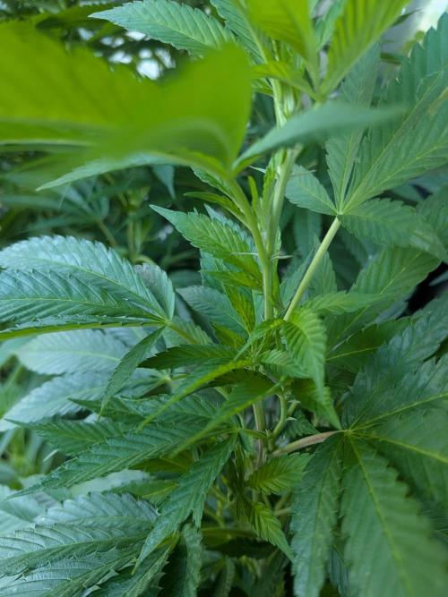 Khalifa Kush | outdoor 2026. Week 20