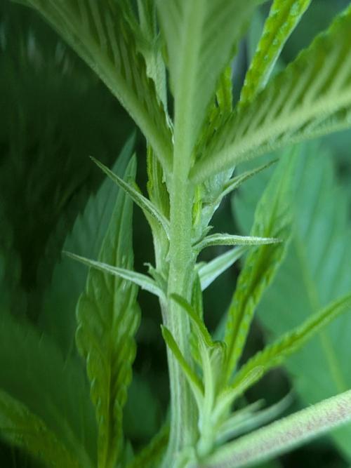 Khalifa Kush | outdoor 2026. Week 20