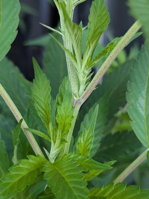 Khalifa Kush | outdoor 2026. Week 20