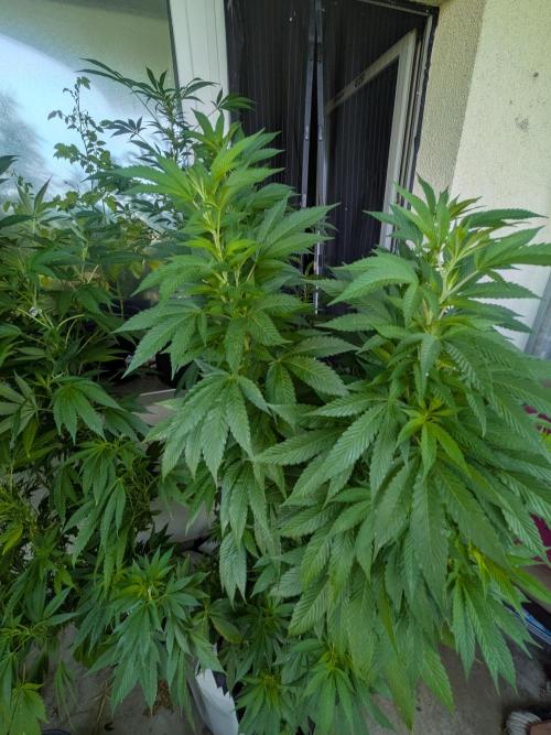 Khalifa Kush | outdoor 2026. Week 20