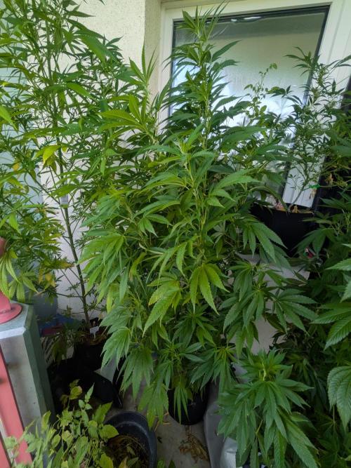 Cocos Premium. Week 19
