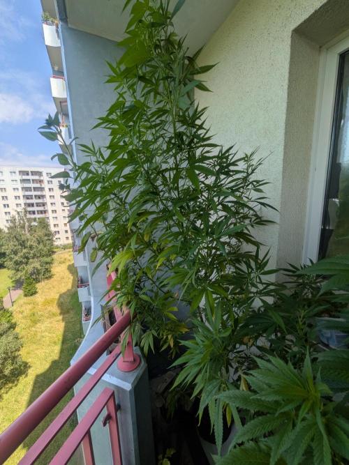 RS11 (Rainbow Sherbet 11). Week 19