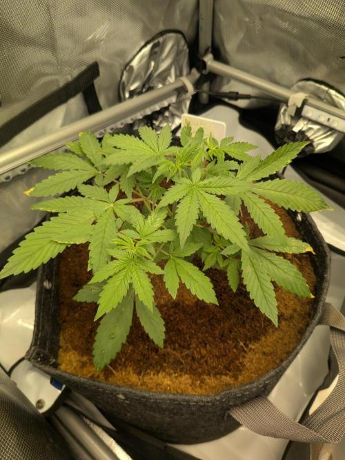 Dark Lemonade 🍋 Auto. Week 4