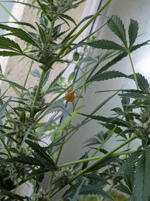 Strawberry Banana 🍌 Sun-Smash. Week 14