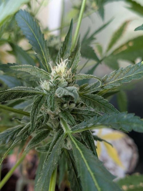 Strawberry Banana 🍌 Sun-Smash. Week 14