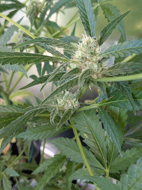 Strawberry Banana 🍌 Sun-Smash. Week 14