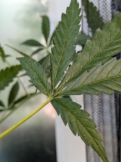Strawberry Banana 🍌 Sun-Smash. Week 14