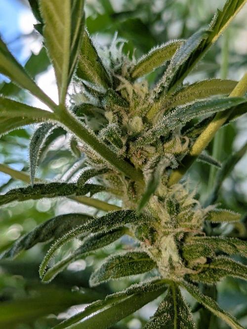 Strawberry Banana 🍌 Sun-Smash. Week 14