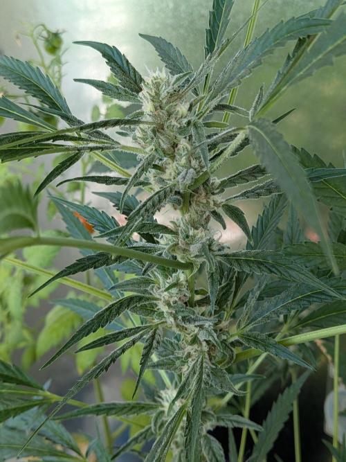 Strawberry Banana 🍌 Sun-Smash. Week 14