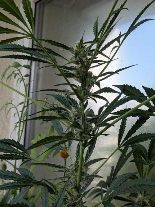 Strawberry Banana 🍌 Sun-Smash. Week 14