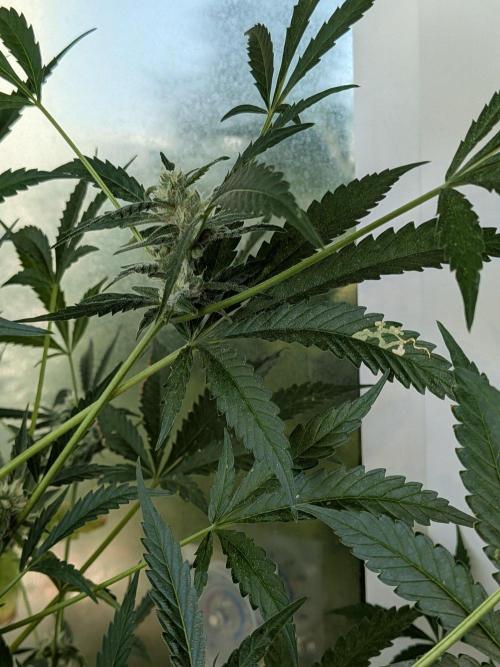 Strawberry Banana 🍌 Sun-Smash. Week 14