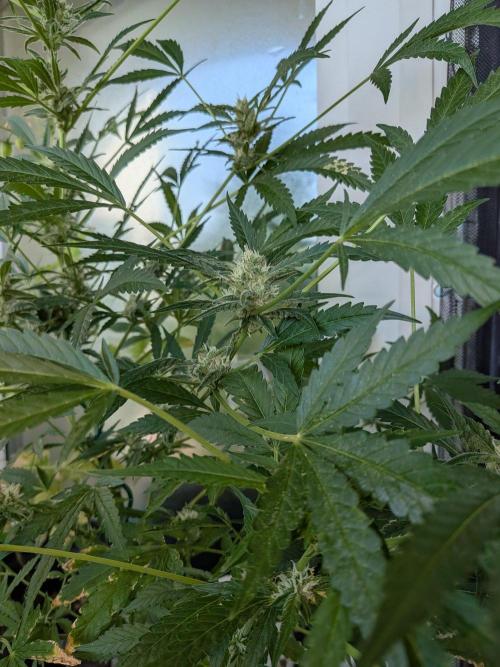 Strawberry Banana 🍌 Sun-Smash. Week 14