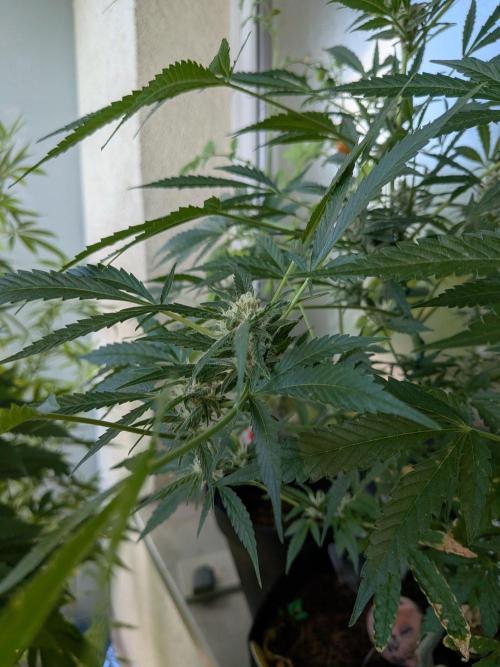 Strawberry Banana 🍌 Sun-Smash. Week 14