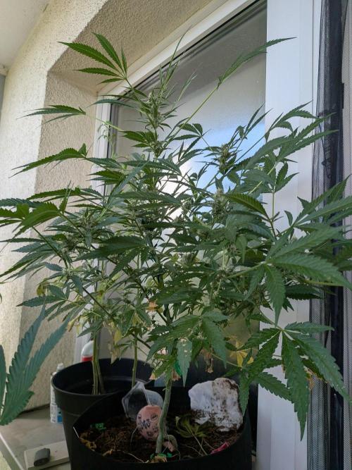 Strawberry Banana 🍌 Sun-Smash. Week 14