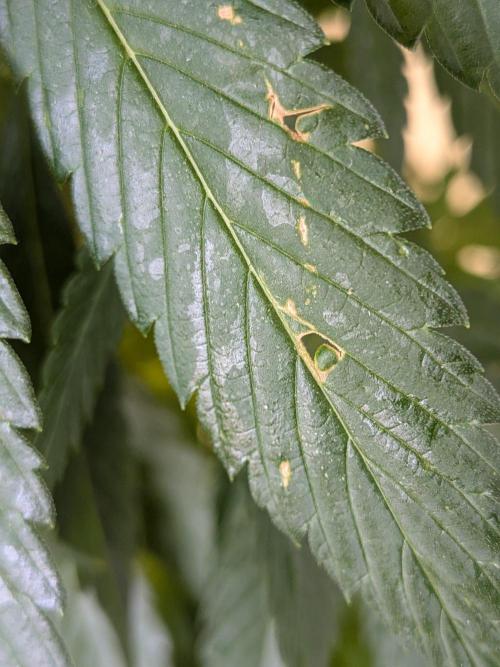 Khalifa Kush | outdoor 2026. Week 21