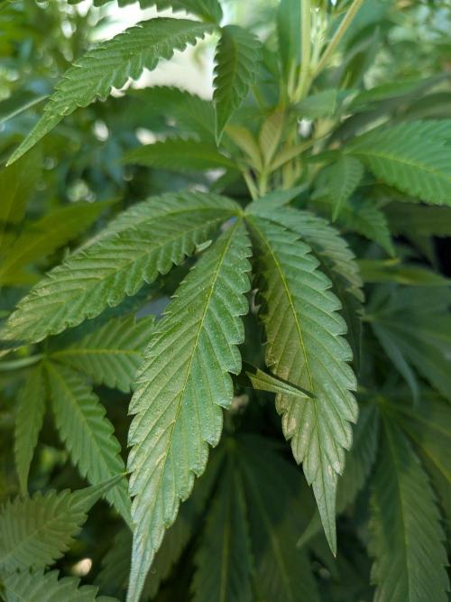 Khalifa Kush | outdoor 2026. Week 21