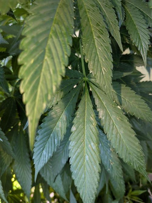 Khalifa Kush | outdoor 2026. Week 21