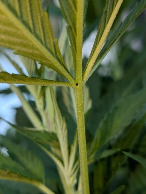 Khalifa Kush | outdoor 2026. Week 21