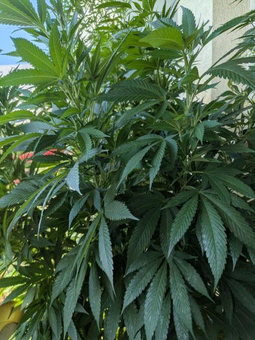 Khalifa Kush | outdoor 2026. Week 21