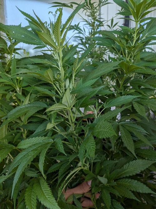 Khalifa Kush | outdoor 2026. Week 21