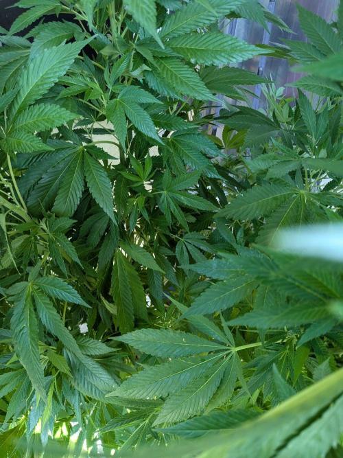 Khalifa Kush | outdoor 2026. Week 21