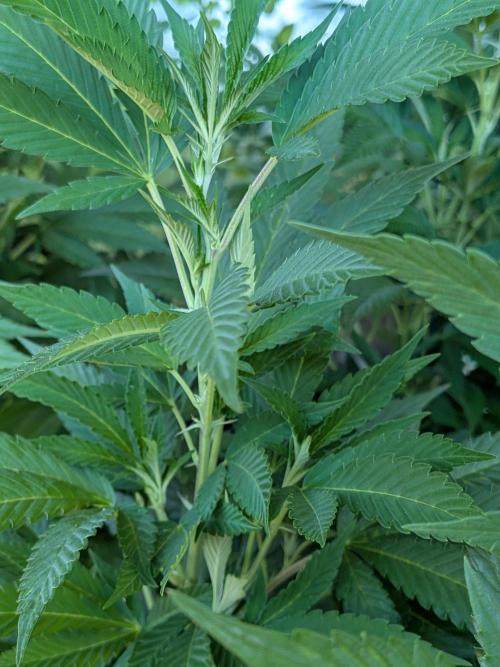 Khalifa Kush | outdoor 2026. Week 21