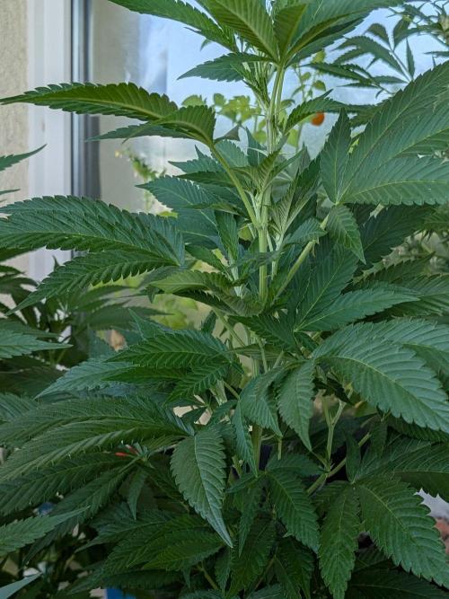 Khalifa Kush | outdoor 2026. Week 21