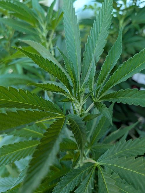 Khalifa Kush | outdoor 2026. Week 21