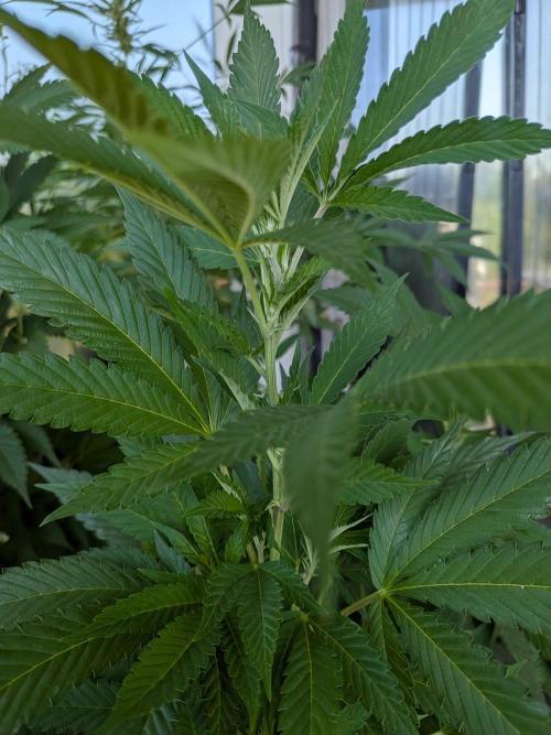 Khalifa Kush | outdoor 2026. Week 21