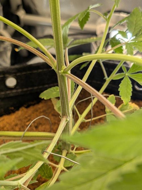Dark Lemonade 🍋 Auto. Week 5