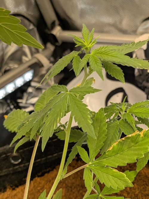 Dark Lemonade 🍋 Auto. Week 5