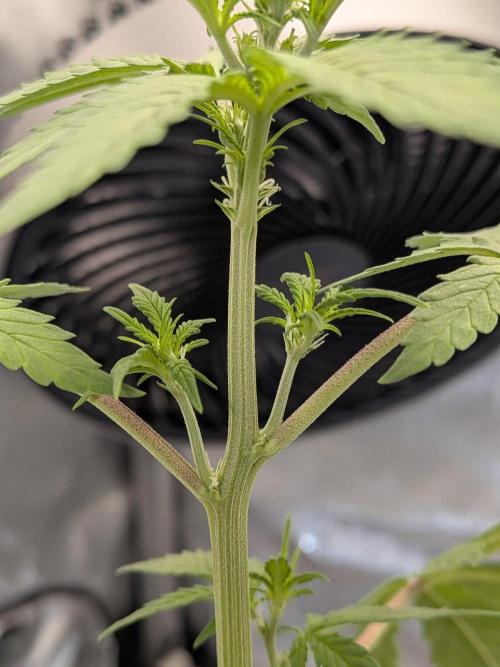 Dark Lemonade 🍋 Auto. Week 5
