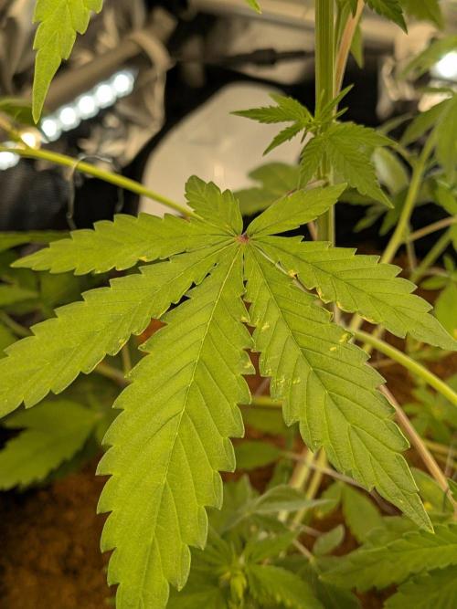 Dark Lemonade 🍋 Auto. Week 5