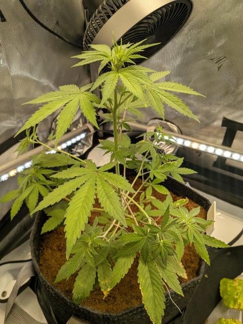 Dark Lemonade 🍋 Auto. Week 5