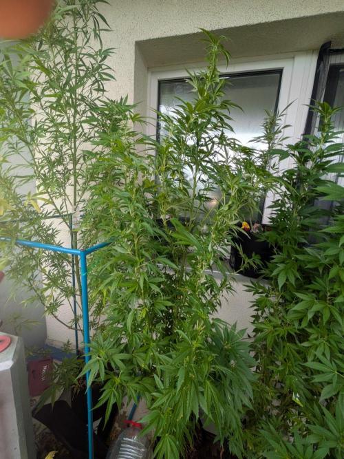 RS11(B) | GanjaFarmer. Week 21