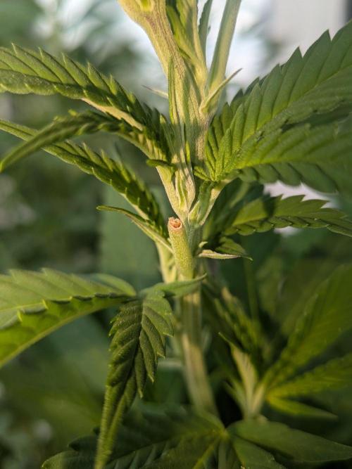 Khalifa Kush | outdoor 2026. Week 22