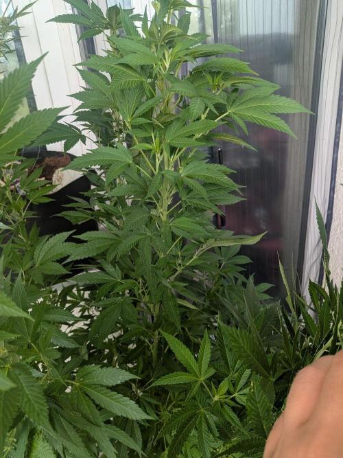 Khalifa Kush | outdoor 2026. Week 22