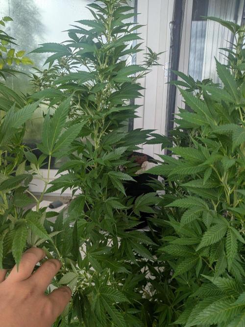 Khalifa Kush | outdoor 2026. Week 22