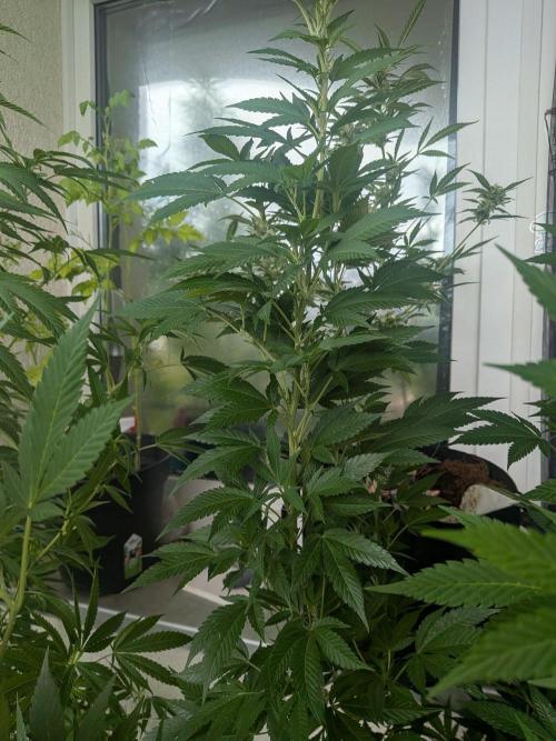 Khalifa Kush | outdoor 2026. Week 22