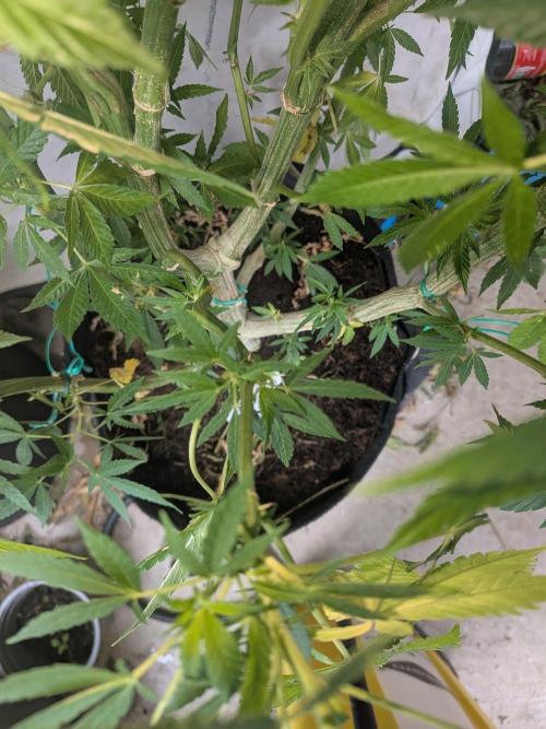 Khalifa Kush | outdoor 2026. Week 22