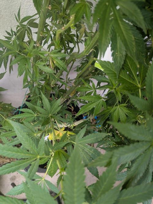 Khalifa Kush | outdoor 2026. Week 22