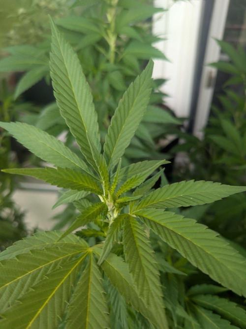 Khalifa Kush | outdoor 2026. Week 22