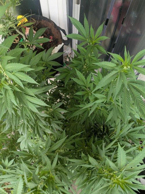 Khalifa Kush | outdoor 2026. Week 22