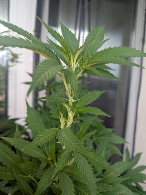 Khalifa Kush | outdoor 2026. Week 22